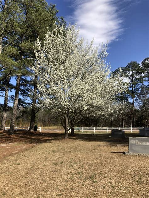Youngsville Cemetery på Youngsville, North Carolina ‑ Find a Grave ...