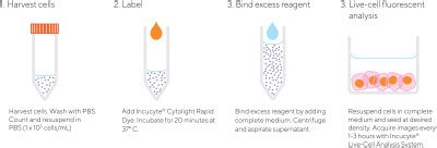 Incucyte® Cytolight Rapid Dye - Ideal for Live-cell Cytoplasmic ...