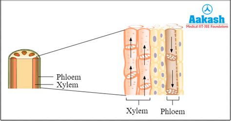 Plant Vascular System, Vascular Bundles Types & Differences | AESL