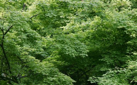 Hintergrundbilder : Holz, Blätter, Ahorn, Bäume, Dickicht, Sommer ...