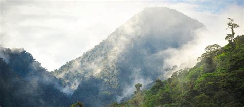 How we filmed in jungles | BBC Earth