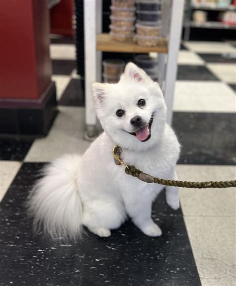 Mini American Eskimo Dog