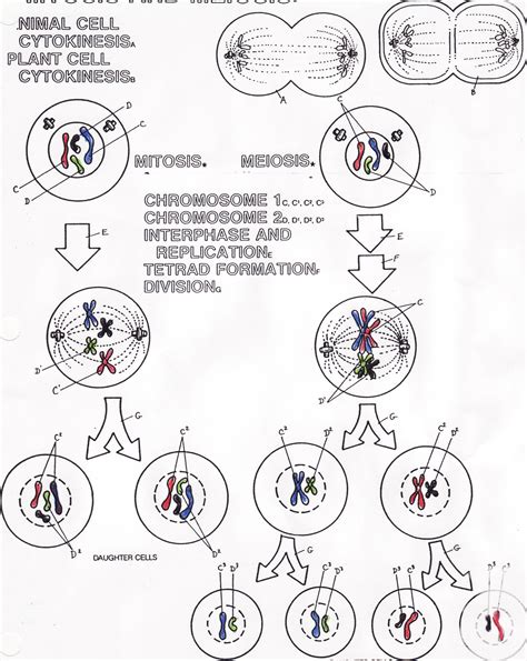 Biology Coloring Pages 的图像结果