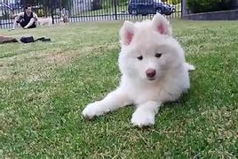 Image result for Cute White Fluffy Dog Breeds