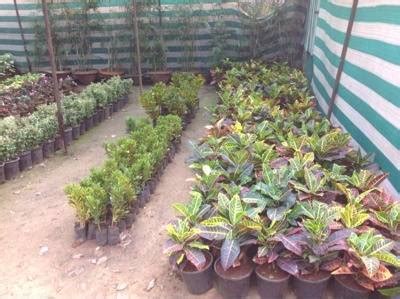 Plant Nurseries in Delhi - Explore Verified Nurseries & Garden Centers