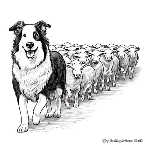 Border Collie Coloring Pages - Free & Printable!