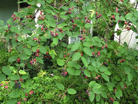Image result for Serviceberry Tree Varieties