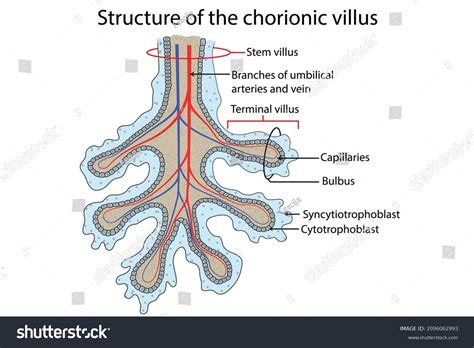 Structure Chorionic Villus Fetal Part Placenta Stock Illustration 2096062993