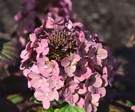 Best hydrangeas for small spaces: 5 compact floral shrubs | Homes and ...
