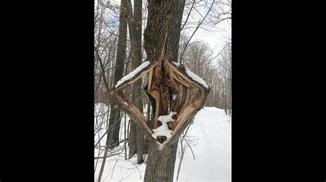 Exploded Tree 的图像结果