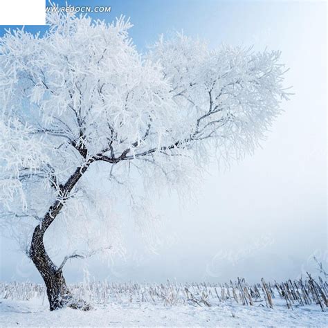 冬天的树淘宝主图背景JPG素材免费下载_红动中国