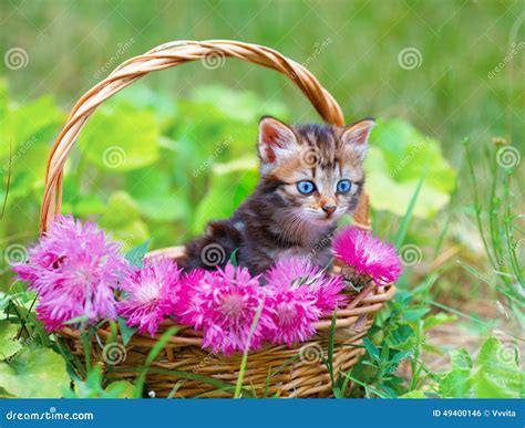 Little Kitten in a Basket with Flowers Stock Photo - Image of fine ...