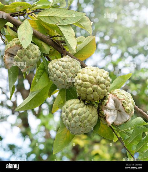 Fruit Of Custard Apple Tree at Mattie Delgado blog
