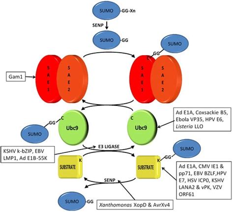 Sumoylation at the Host-Pathogen Interface
