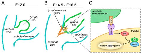 Mechanosensation and Mechanotransduction by Lymphatic Endothelial Cells ...