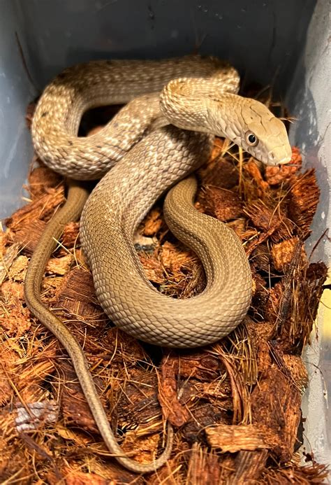 Japanese King Rat Snake (Elaphe Carinata Yonaguniensis) Other Rat Snake ...