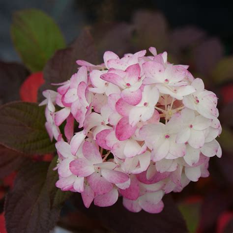 Fire Light Tidbit® Panicle Hydrangea
