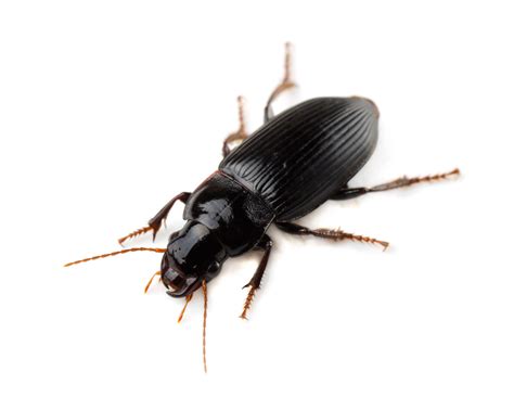 9 Common Types of Black Bugs with Pictures and Identification Guide - A ...