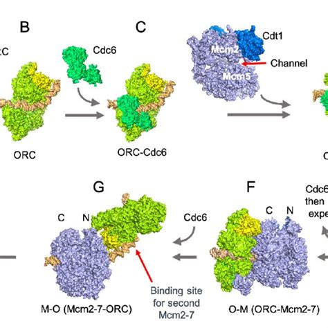 Image result for Pre-Replication Complex