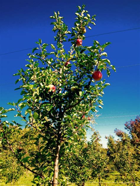 Image result for Apple Tree Farm