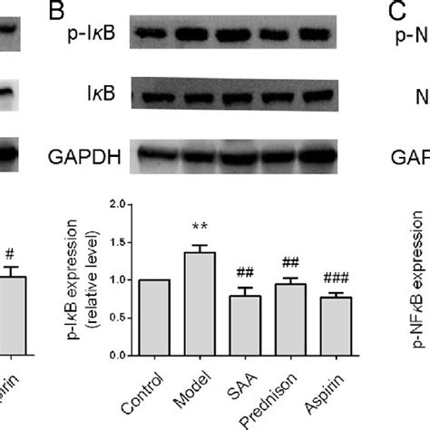 Image result for Intraperitoneal Injection of BALB/c Mice