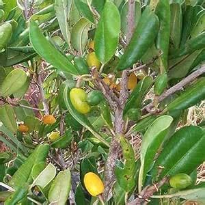 Mimusops elengi plant seeds,High germination (5 seeds) : Amazon.in ...