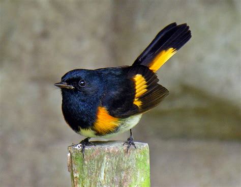 A list of 15 black and orange birds - Bird Finder