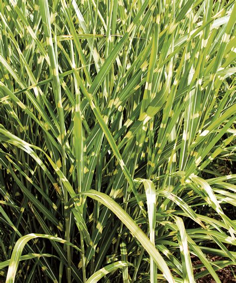 Types Of Ornamental Grasses