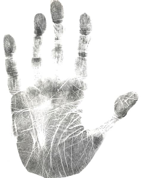Image result for Genetics in Hand Shape