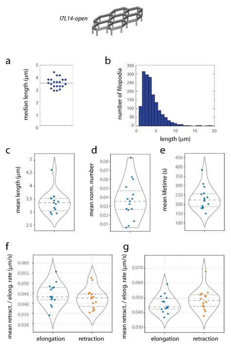 Dynamics of Endothelial Engagement and Filopodia Formation in Complex ...