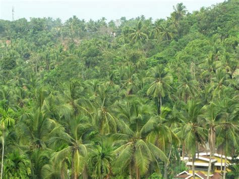 Coconut Harvest – Huli-de-Vana