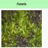 3) Funeria, Marchantia, Anthoceros, Banayan tree. odd one out explain ...