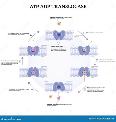 ATP and ADP translocase stock vector. Illustration of cell - 255069663
