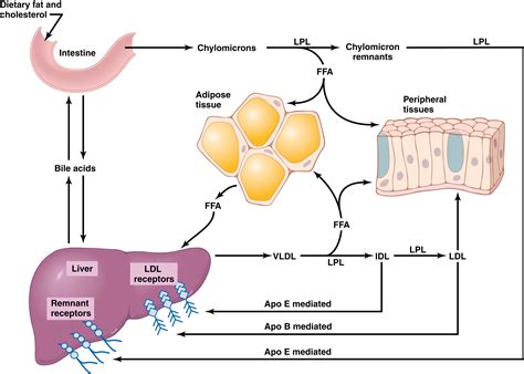 Lipid Metabolism - Clinical Tree