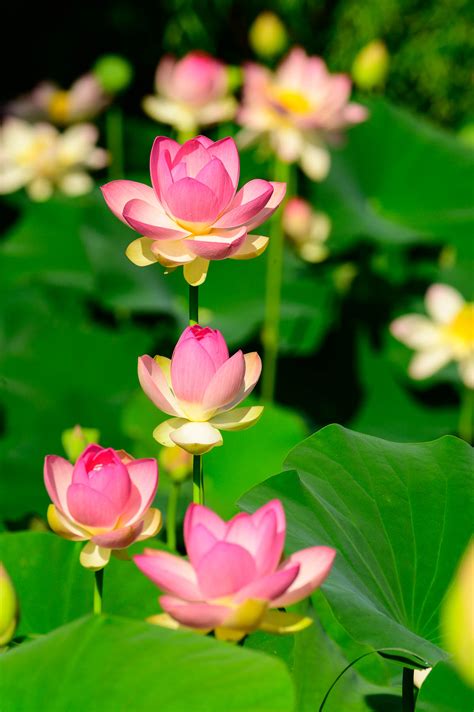 Water Lotus Plant