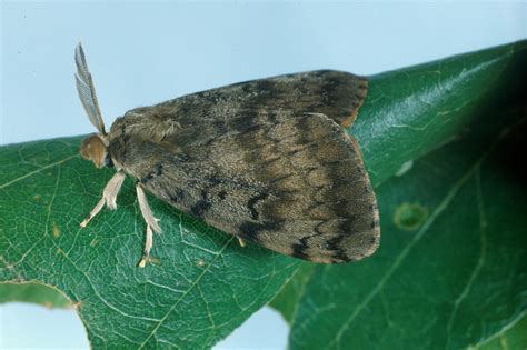 Image result for Gypsy Moth