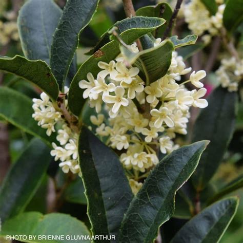 Buy Osmanthus fragrans 'Fudingzhu' Fragrant Sweet Tea Olive — Mr Maple ...