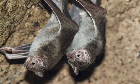 Vampire Bats Feeding