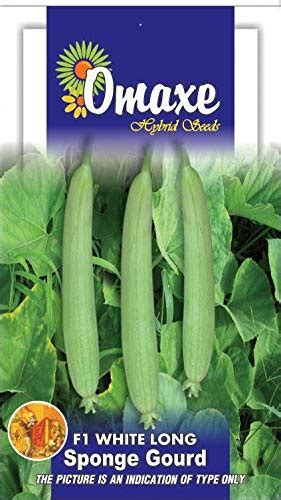 Sponge Gourd F1 White Long (White Seeded) Vegetable seeds Pack of 2 ...