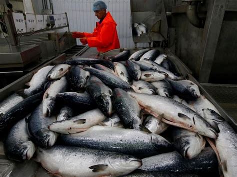 List of Top Calciferol Rich Foods Vitamin D Deficiency Disease Rickets ...