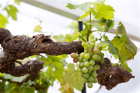 Growing Grapes