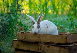 Image result for Rabbit Box Hide