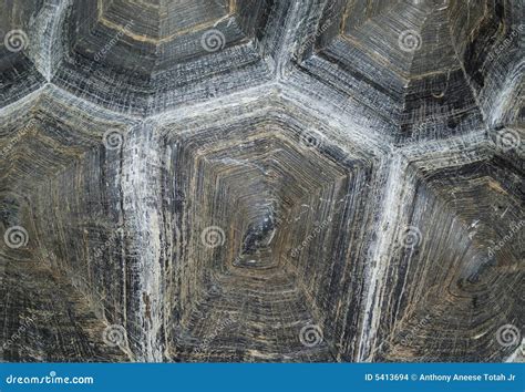 Tortoise Shell (background) Stock Photo - Image of texture, pattern: 5413694