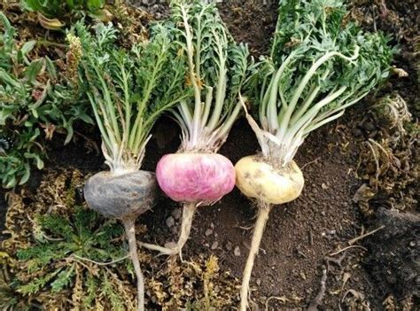 Image result for Maca Tree