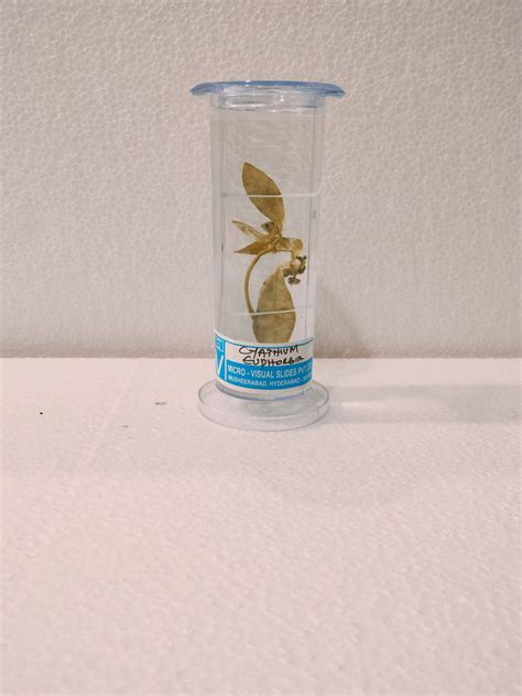 CYATHIUM EUPHORBIA PRESERVED SPECIMEN – M/S LAB TECH CORPORATION