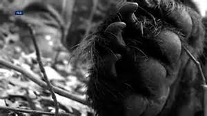 Arkansas experiences two fatal bear attacks in a month