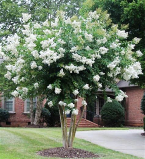 Natchez Crape Myrtle - deep-fork-tree-farm