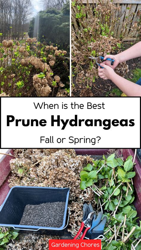 When is the "Perfect Time" to Prune Your Hydrangeas: Fall or Spring ...