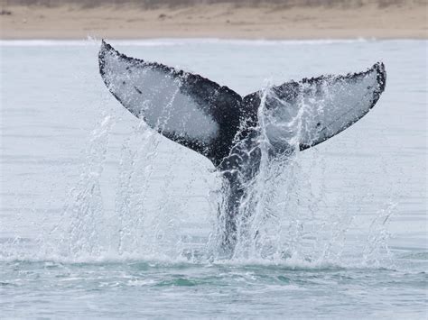 Whale Watching in Virginia Beach | Rudee Tours