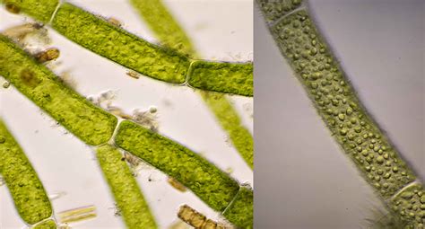 Algae Microscope